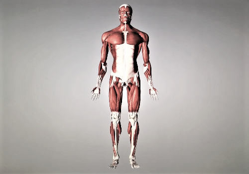 Расположение и функции основных мышц человека
