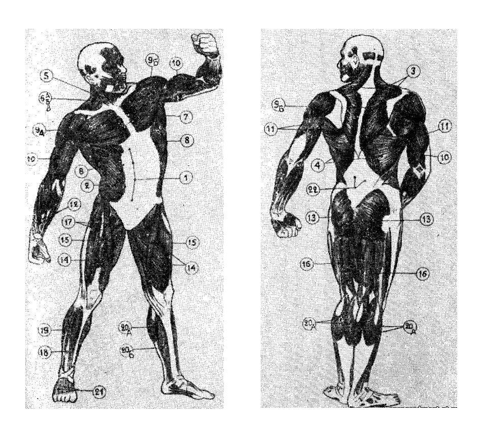 Расположение и функции основных мышц человека